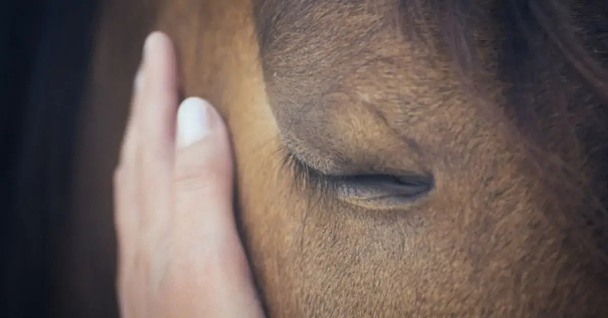 a close up of a person petting a horse