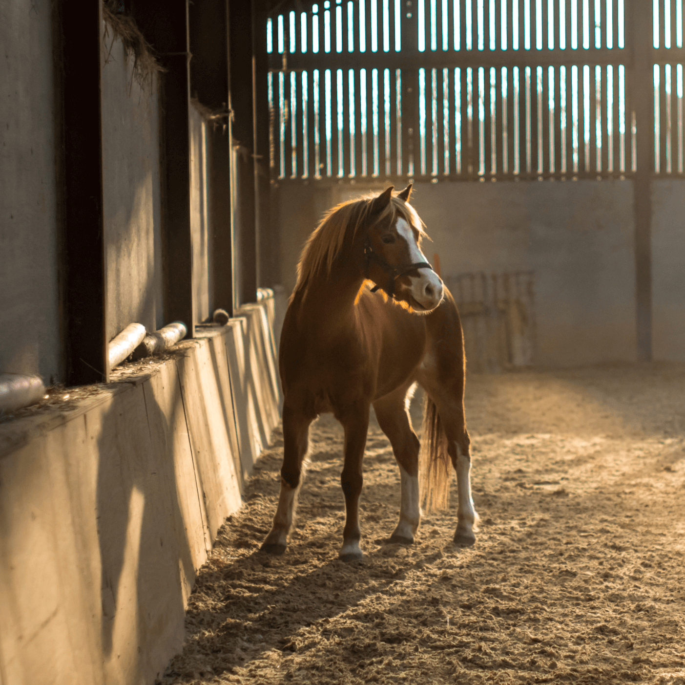 a horse standing inside of a stable next to a wall