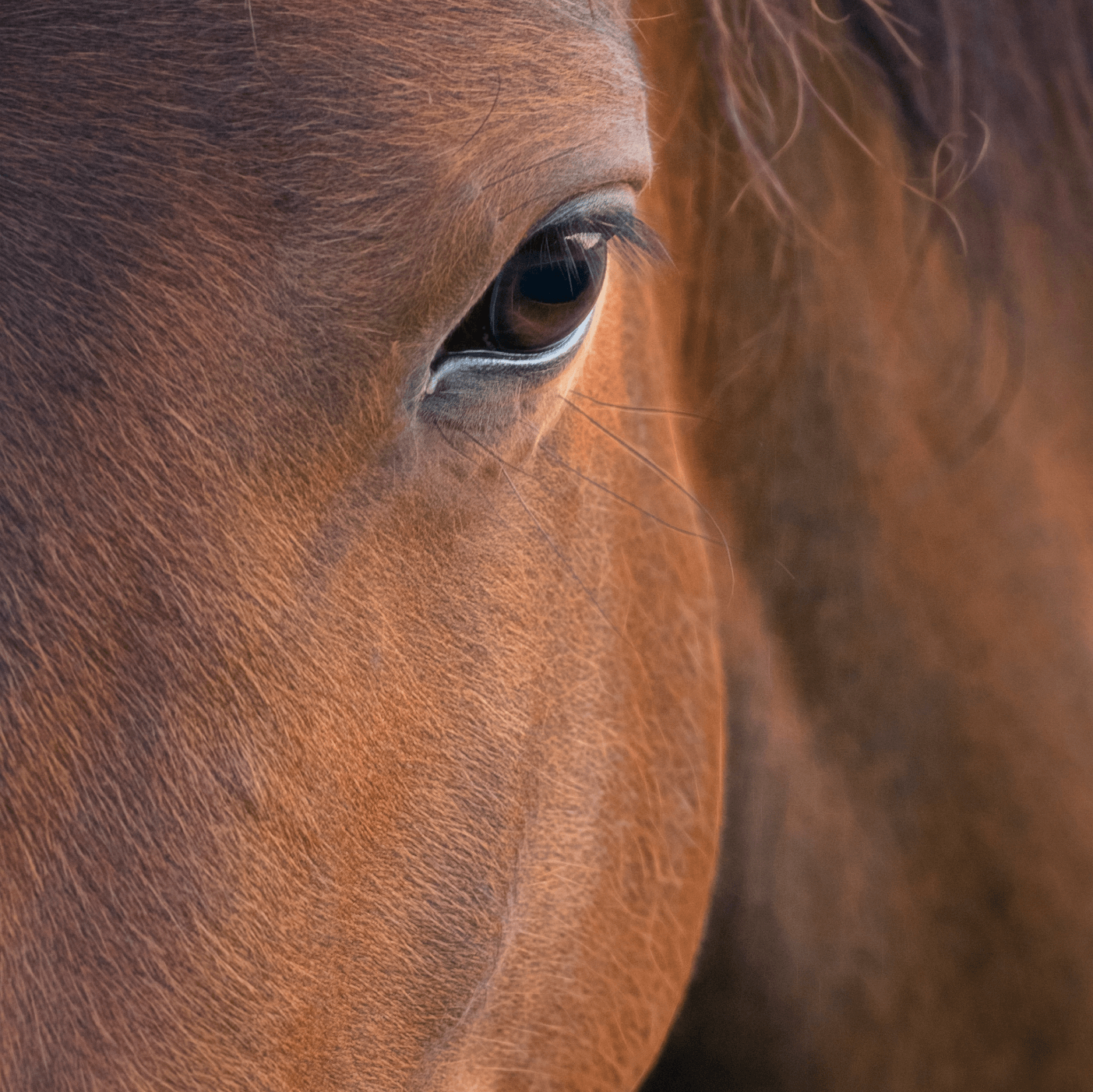 a close up of a brown horse's face